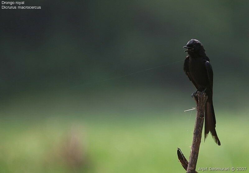 Black Drongo