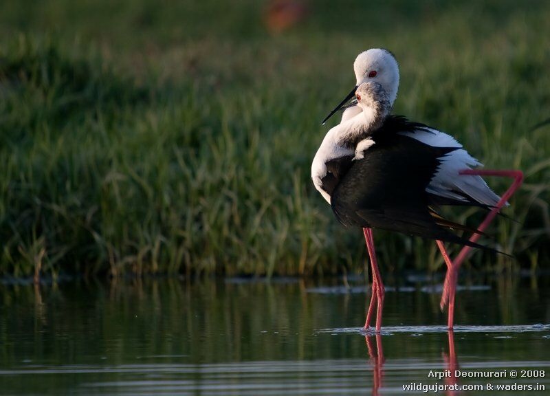 Black-winged Stilt adult breeding