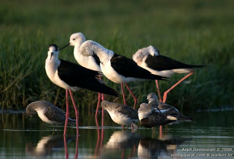 Black-winged Stilt