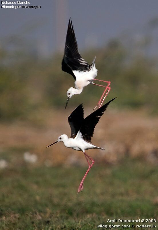 Black-winged Stilt