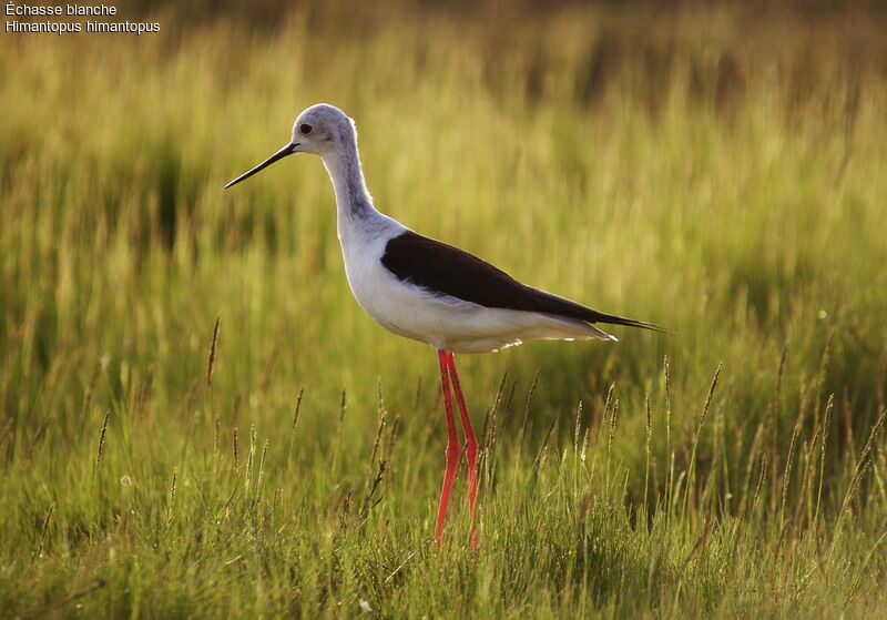 Black-winged Stilt