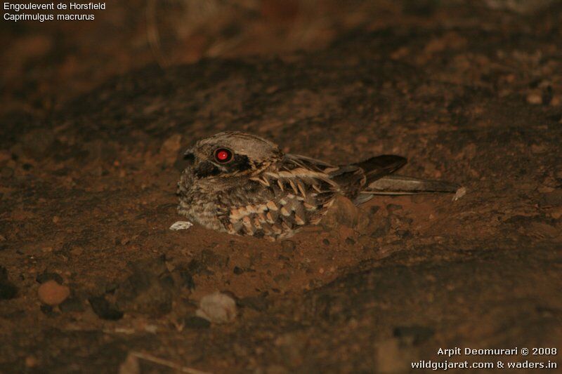 Large-tailed Nightjar