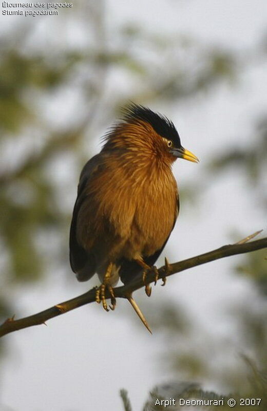 Brahminy Starling