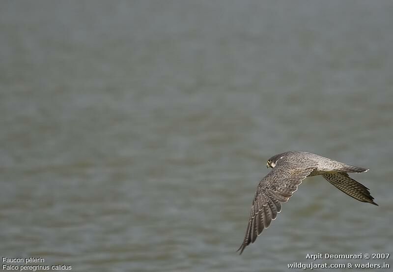 Peregrine Falcon