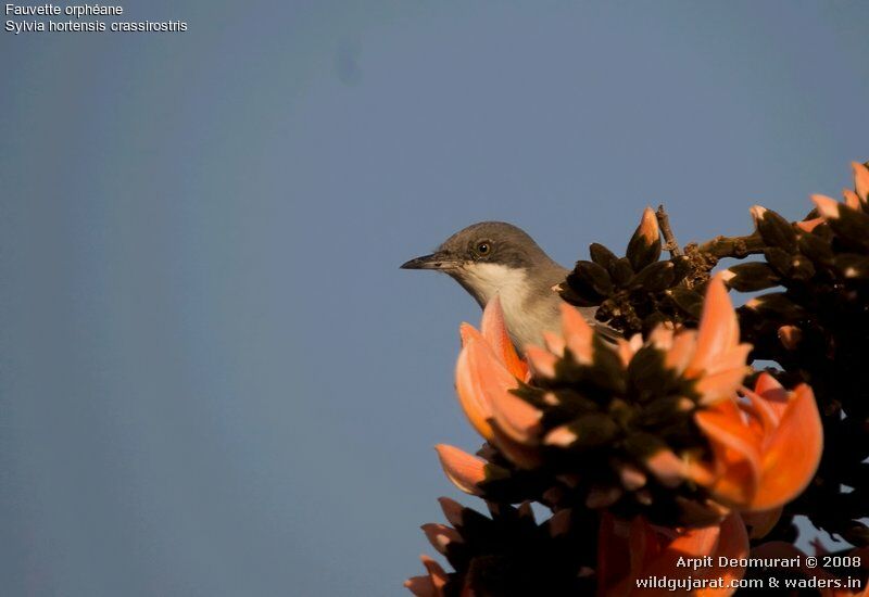 Eastern Orphean Warbler