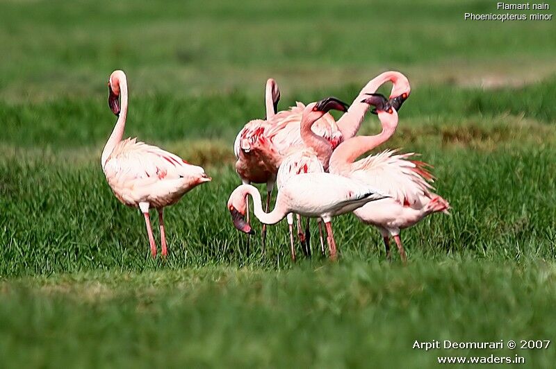 Lesser Flamingo