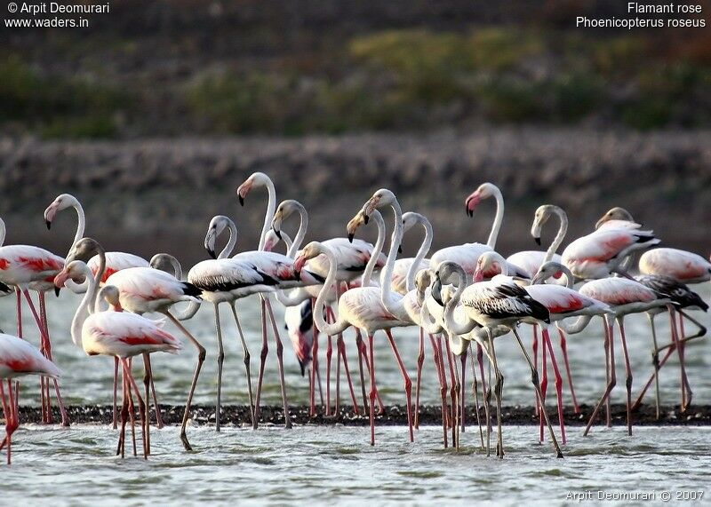 Flamant rose