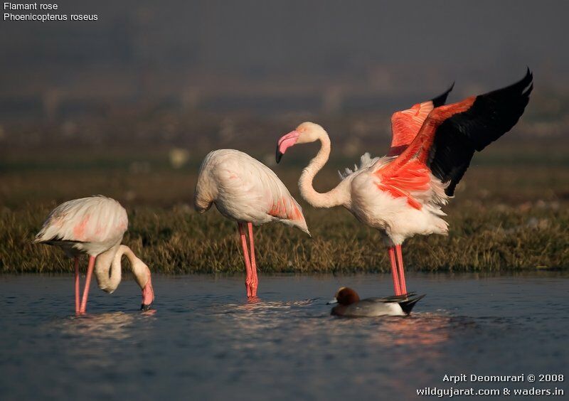 Greater Flamingo