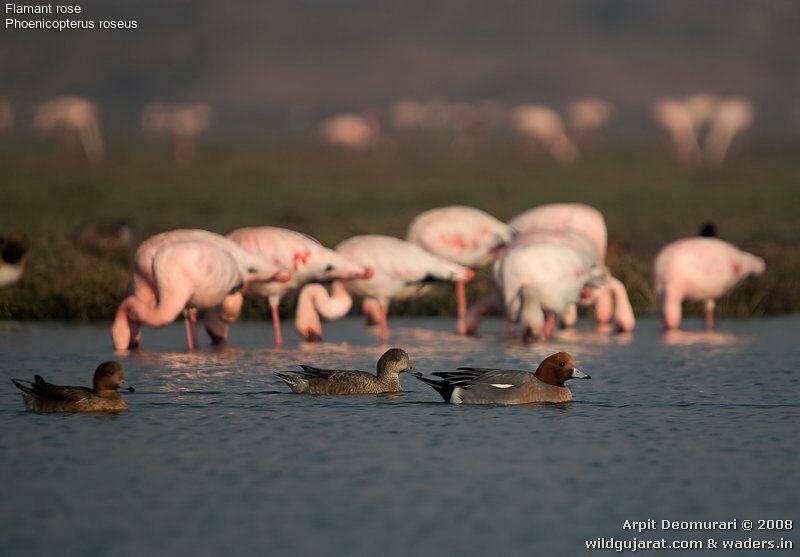 Flamant rose