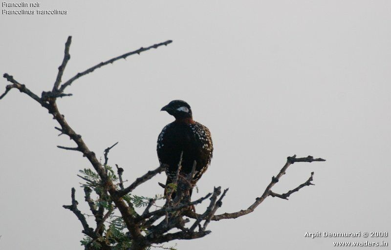 Francolin noir