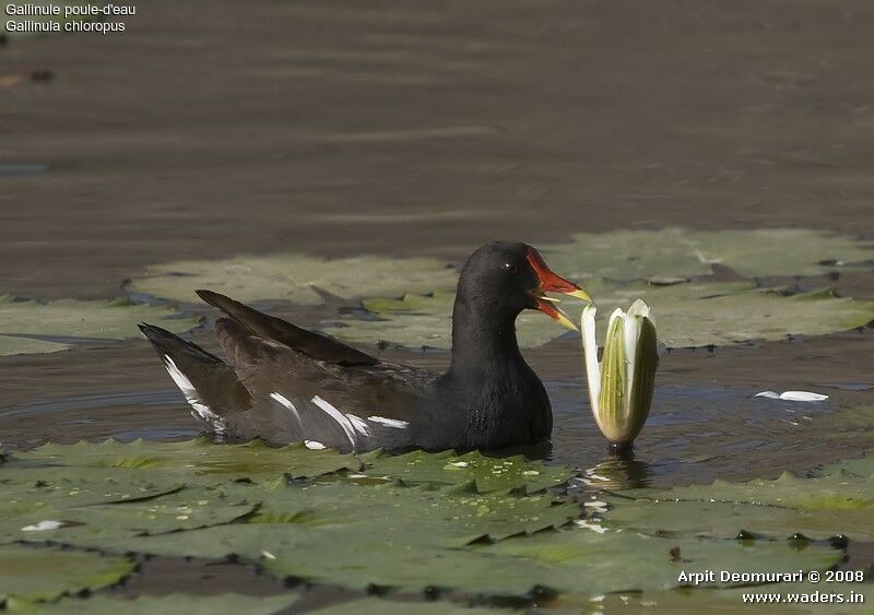 Gallinule poule-d'eau