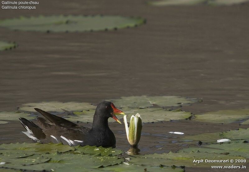 Gallinule poule-d'eau