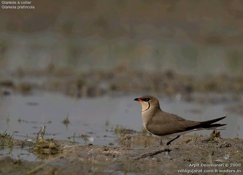 Collared Pratincole