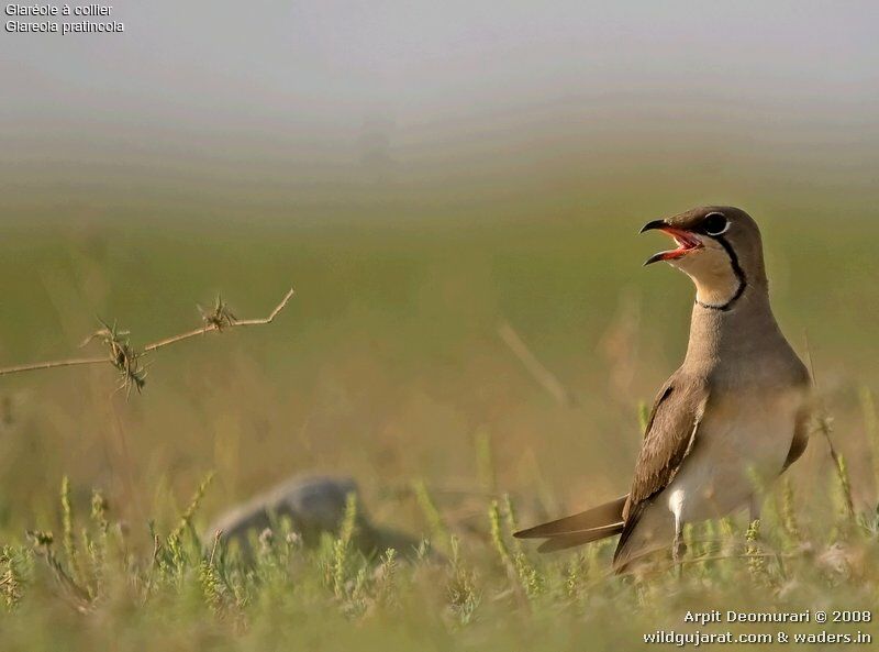 Collared Pratincole