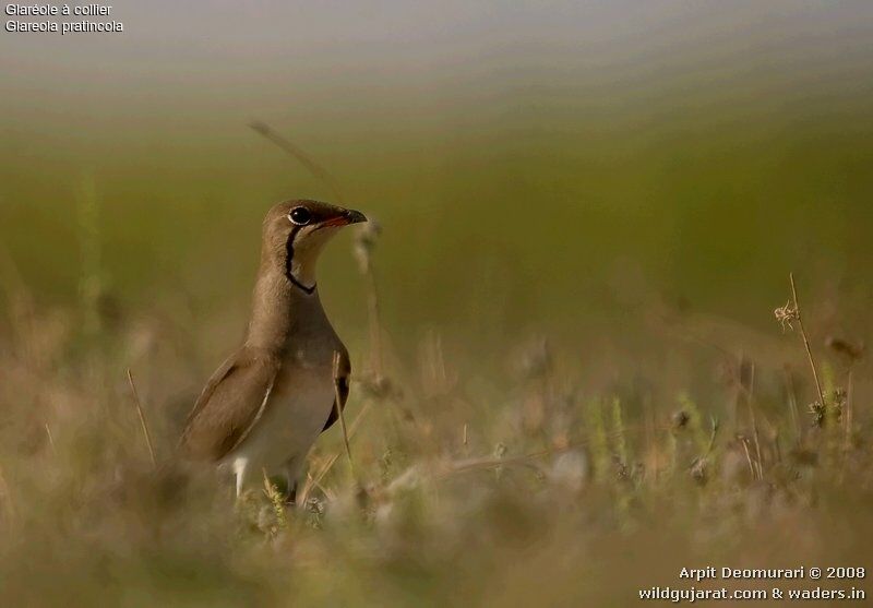 Collared Pratincole