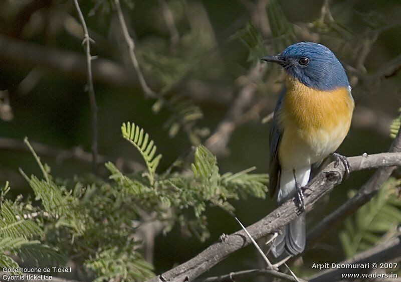 Tickell's Blue Flycatcher