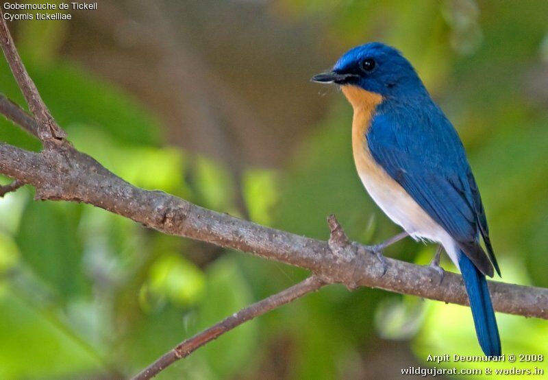 Tickell's Blue Flycatcher