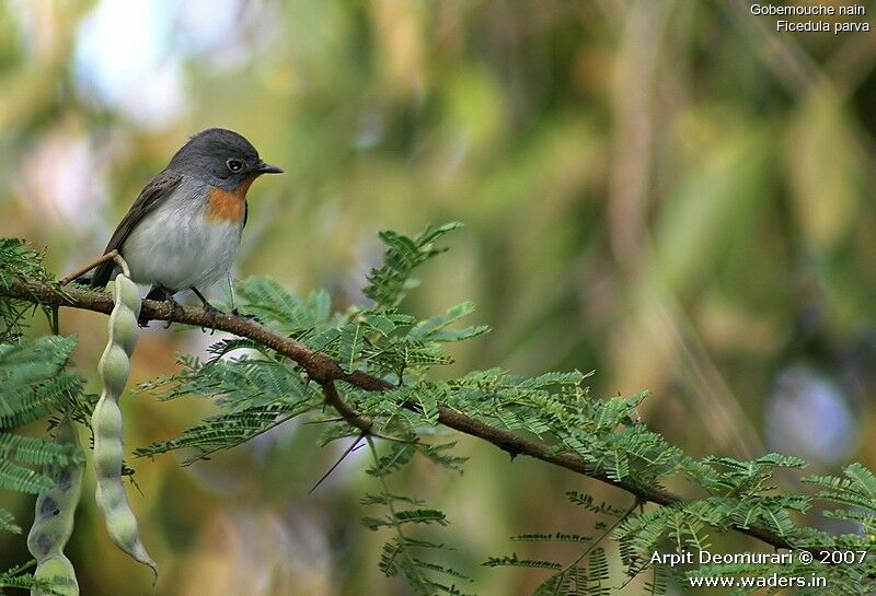 Red-breasted Flycatcher