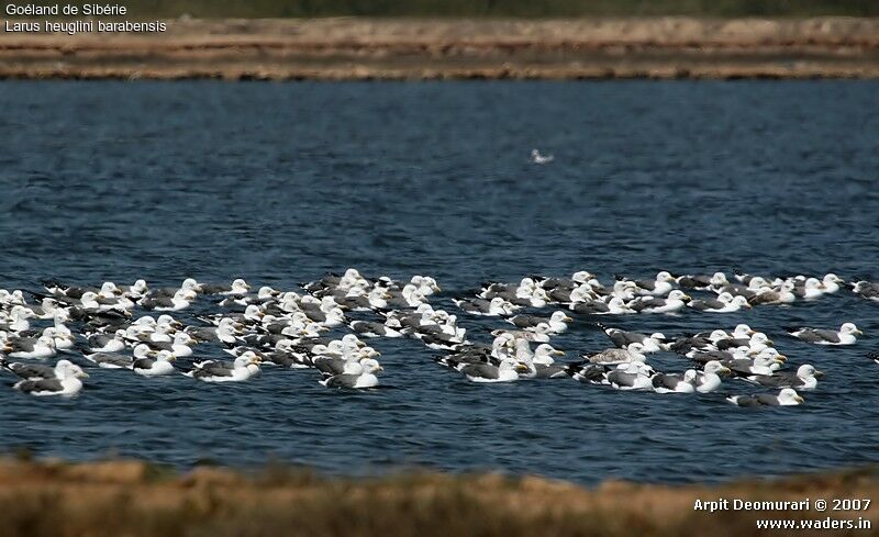 Lesser Black-backed Gull (heuglini)