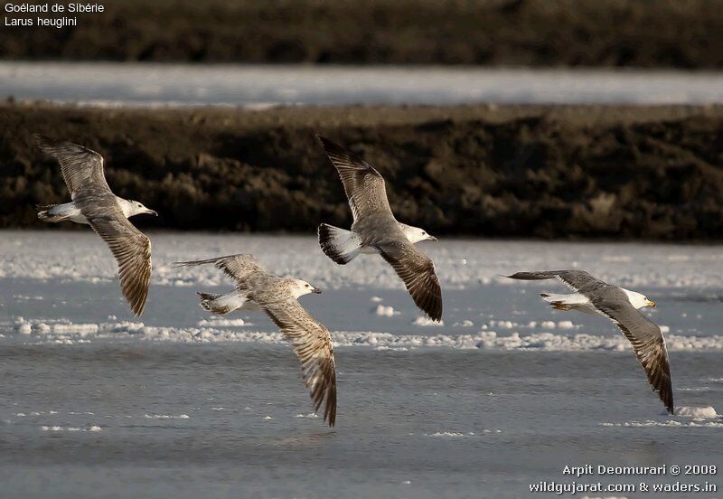 Lesser Black-backed Gull (heuglini)