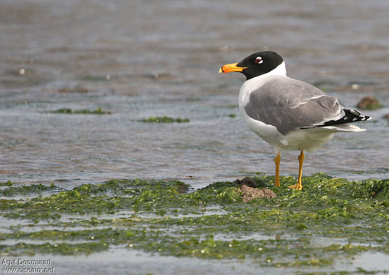 Goéland ichthyaèteadulte nuptial, identification