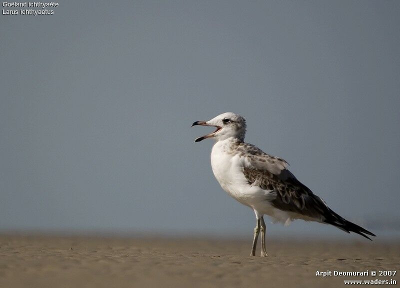 Pallas's Gull