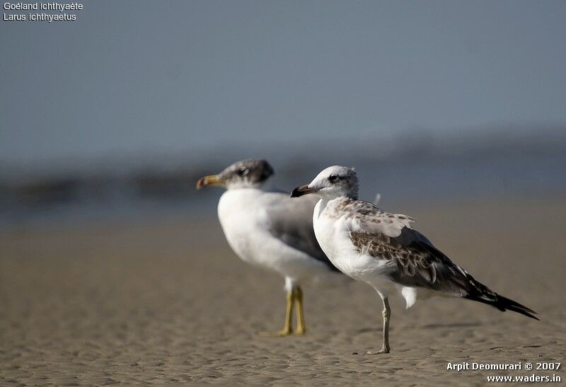 Pallas's Gull