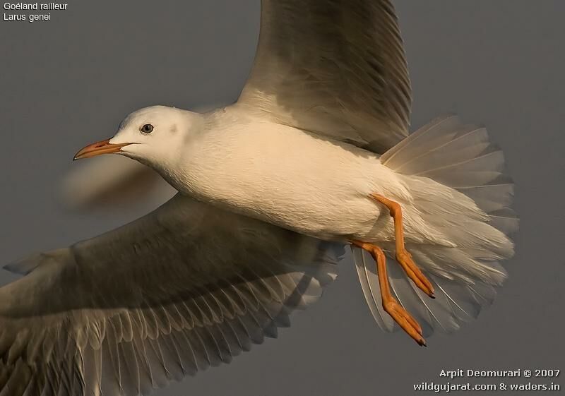 Slender-billed Gull