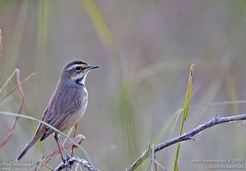 Bluethroat