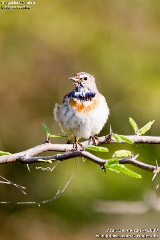 Bluethroat