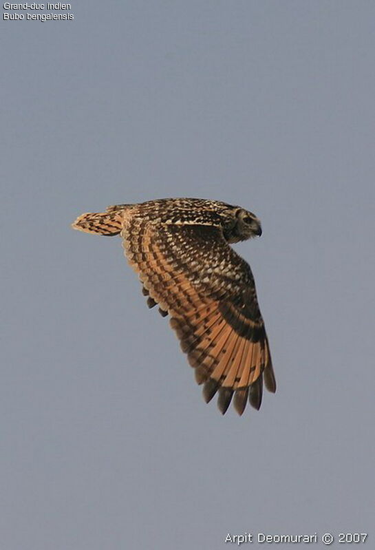 Indian Eagle-Owl