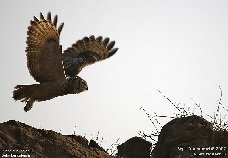 Indian Eagle-Owl