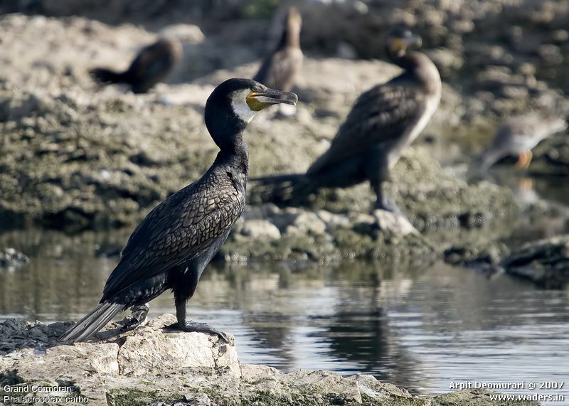 Grand Cormoran