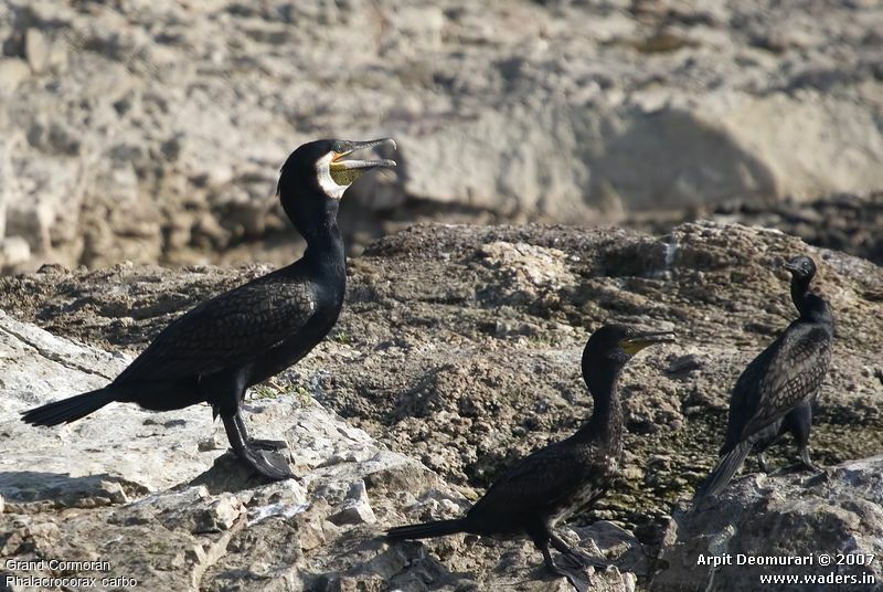 Great Cormorant