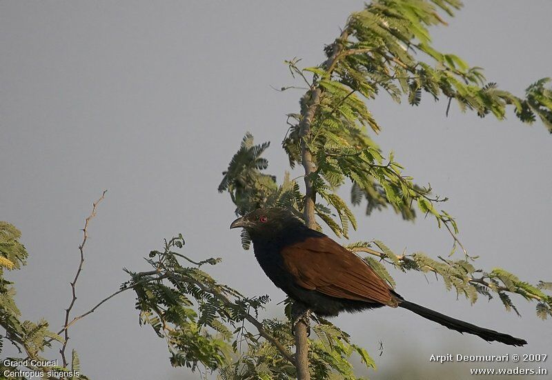 Grand Coucal