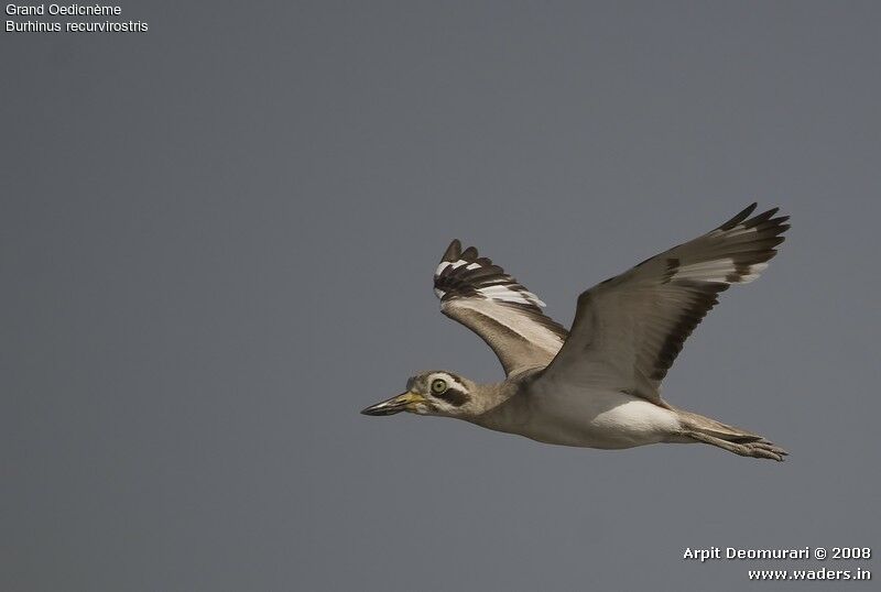 Great Stone-curlewadult breeding