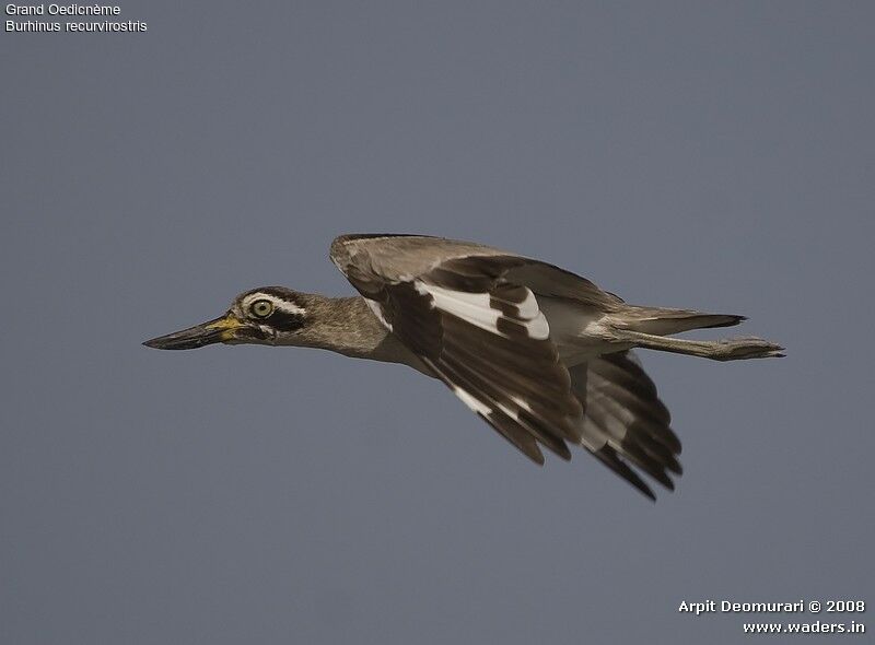 Great Stone-curlewadult breeding