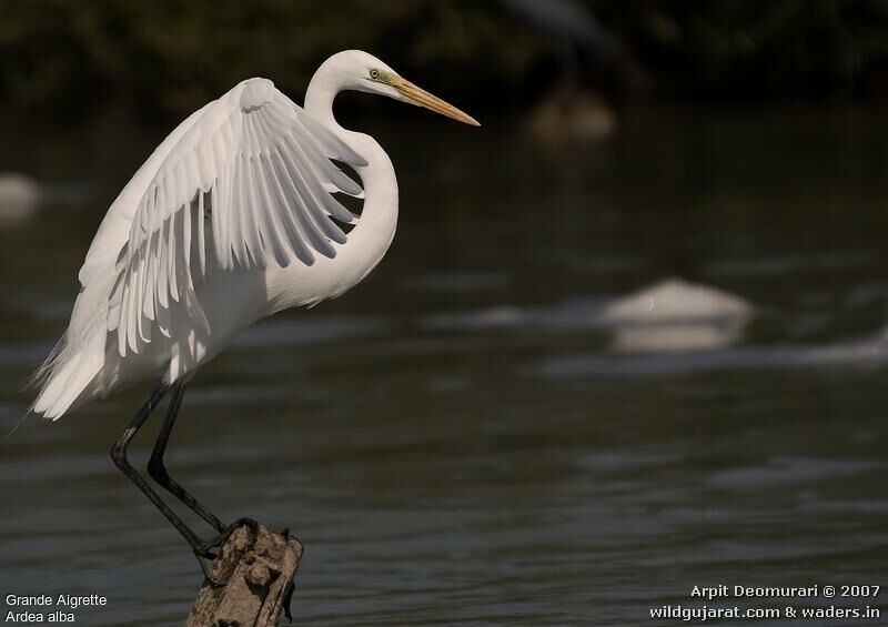 Grande Aigrette