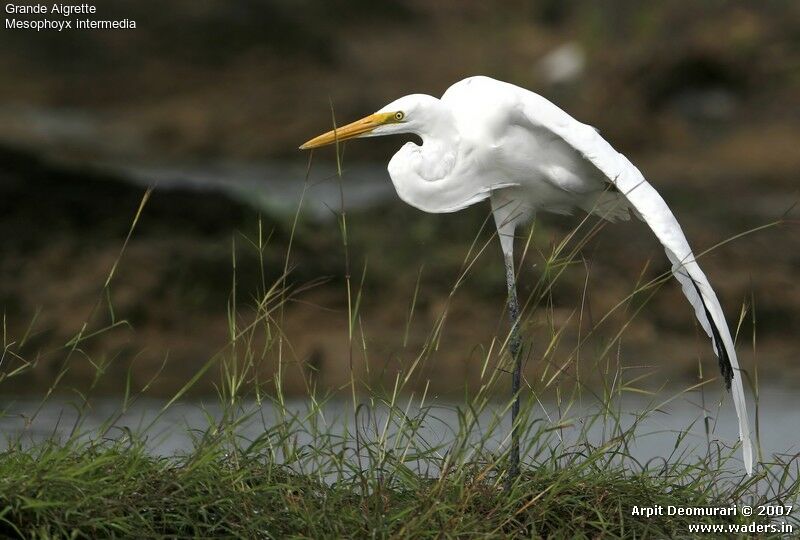 Great Egret