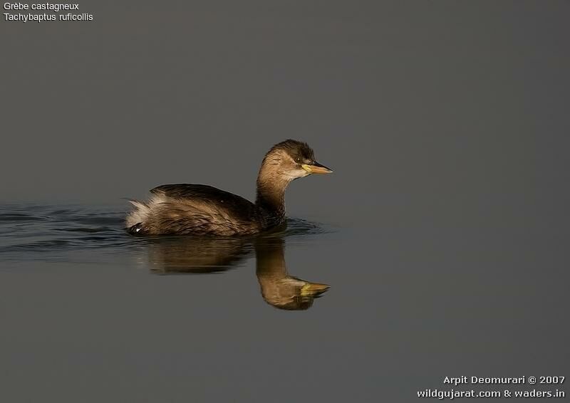 Little Grebe