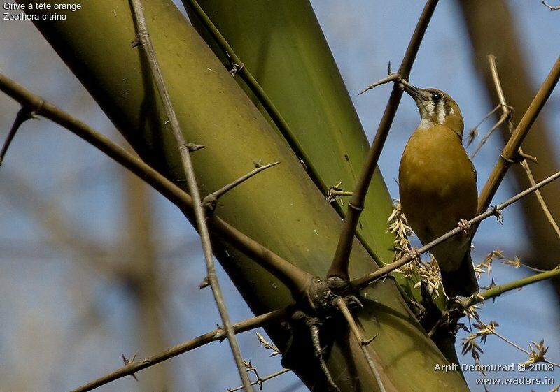 Orange-headed Thrush