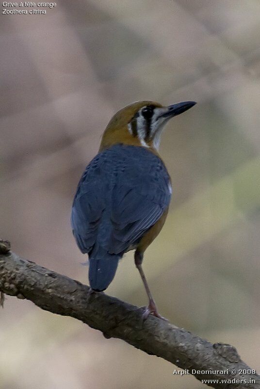 Orange-headed Thrush