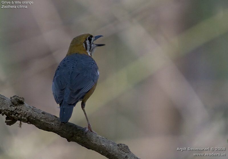 Orange-headed Thrush