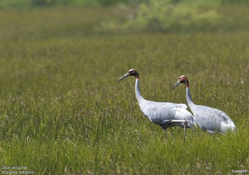 Sarus Crane