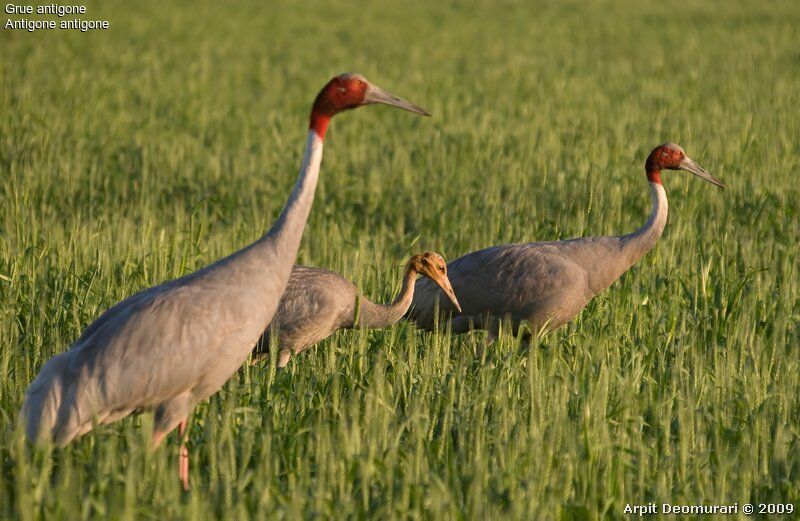 Sarus Crane adult breeding