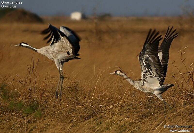 Common Crane