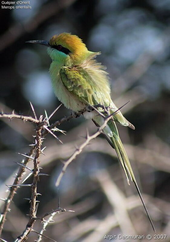 Asian Green Bee-eater