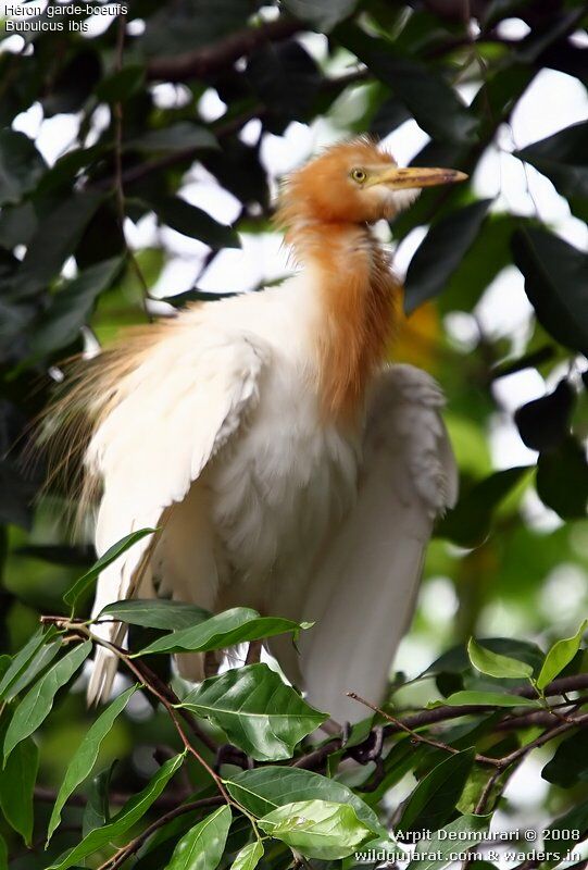 Western Cattle Egret