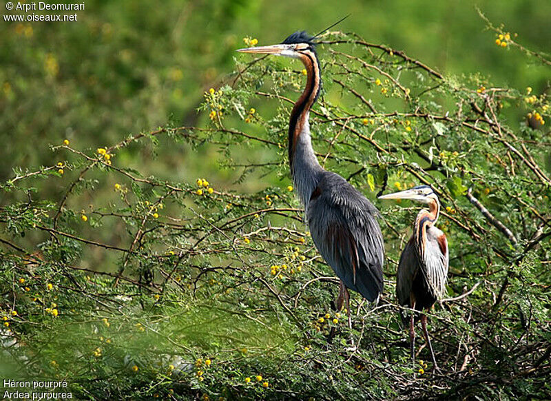 Purple Heron adult breeding