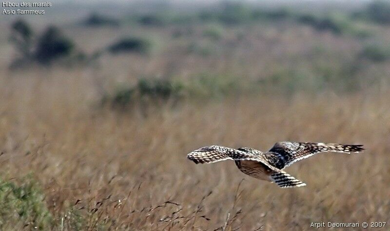 Hibou des marais